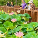 莲花池公园 - 北京市旅游 缩略图 7