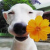 一颗冰荔枝