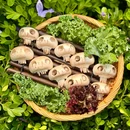 虎嗅云肴·山野菌汤Bistro - 重庆市旅游 缩略图 2