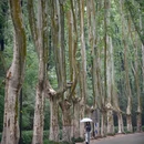 灵谷寺 - 南京市旅游 缩略图 2