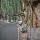 灵谷寺 - 南京市旅游 缩略图 7