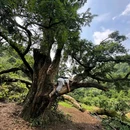 香榧森林公园走马岗 - 绍兴市旅游 缩略图 8