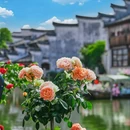 震泽古镇 - 苏州市旅游 缩略图 3
