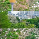 青秀山风景区 - 南宁市旅游 缩略图 9