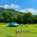 七娘山小牧场 - 深圳市旅游 缩略图 6