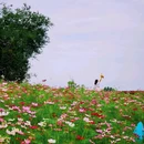 四季花岛 - 成都市旅游 缩略图 1