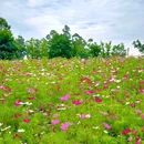 四季花岛 - 成都市旅游 缩略图 2