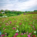 四季花岛 - 成都市旅游 缩略图 4