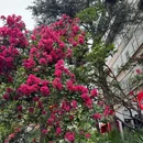 昆明翠湖公园 - 昆明市旅游 缩略图 2