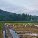 广渡村 - 衢州市旅游 缩略图 9