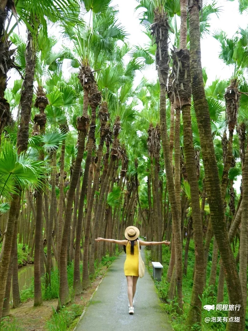 南坦葵林生态湿地公园 - 江门旅游