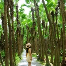 南坦葵林生态湿地公园 - 江门旅游 缩略图 7