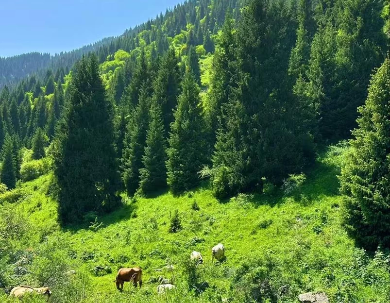 阿拉木图州 - 哈萨克斯坦旅游 1