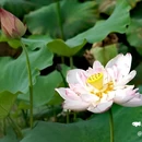 钓鲤东成荷花园停车场 - 广州市旅游 缩略图 3