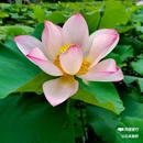 钓鲤东成荷花园停车场 - 广州市旅游 缩略图 4