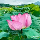 钓鲤东成荷花园停车场 - 广州市旅游 缩略图 2