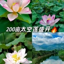 钓鲤东成荷花园停车场 - 广州市旅游 缩略图 1