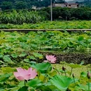 钓鲤东成荷花园停车场 - 广州市旅游 缩略图 9