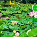 钓鲤东成荷花园停车场 - 广州市旅游 缩略图 8
