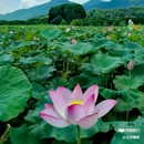钓鲤东成荷花园停车场 - 广州市旅游 缩略图 6