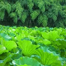 包孝肃公祠 - 合肥市旅游 缩略图 3