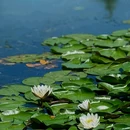 莫奈花园 - 北京市旅游 缩略图 6