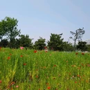 小麦岛公园 - 青岛市旅游 缩略图 3
