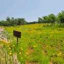 小麦岛公园 - 青岛市旅游 缩略图 8