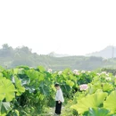 重庆金刀峡景区 - 重庆市旅游 缩略图 1