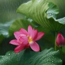 王莽千亩荷花 - 西安市旅游 缩略图 3