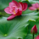 王莽千亩荷花 - 西安市旅游 缩略图 1