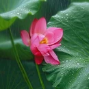 王莽千亩荷花 - 西安市旅游 缩略图 7