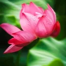 王莽千亩荷花 - 西安市旅游 缩略图 8