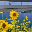 西安大雁塔 - 西安市旅游 缩略图 3