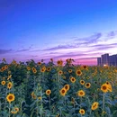 西安大雁塔 - 西安市旅游 缩略图 2