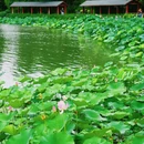 翡翠湖风景区 - 合肥市旅游 缩略图 3