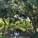 长岭植树公园 - 广州市旅游 缩略图 9