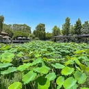 上海植物园 - 上海市旅游 缩略图 9