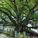和顺古镇景区 - 保山市旅游 缩略图 6