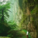 桫椤峡谷 - 乐山市旅游 缩略图 1