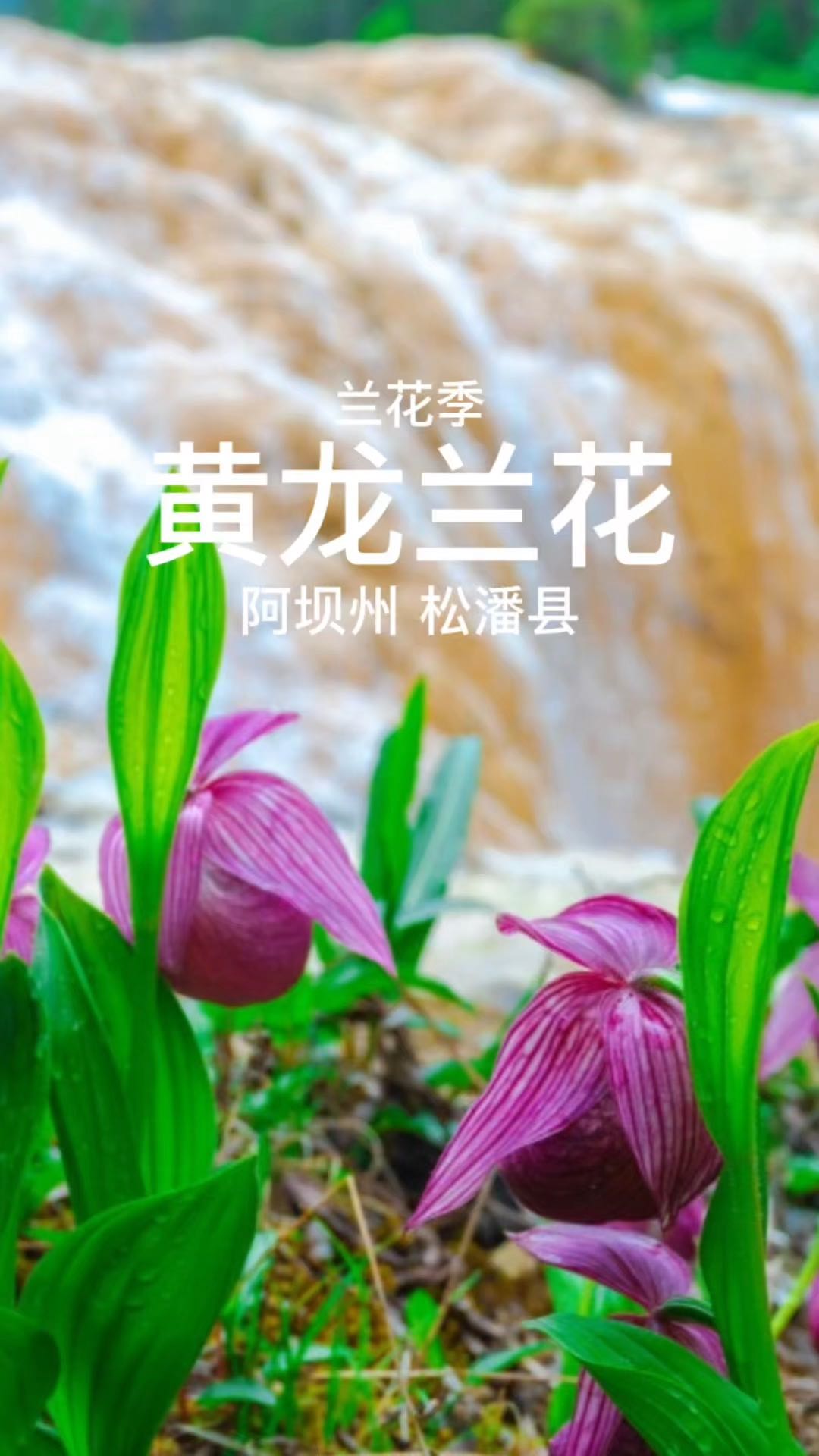 黄龙风景区 - 阿坝藏族羌族自治州旅游