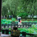 沙湖公园 - 武汉市旅游 缩略图 6