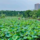 象湖湿地公园 - 南昌市旅游 缩略图 8