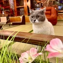 吴宅·百年园林·苏帮菜·松鼠桂鱼(山塘街) - 苏州市旅游 缩略图 9