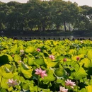 西湖风景名胜区 - 杭州市旅游 缩略图 6