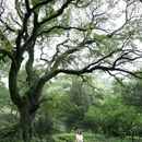 梅花山景区 - 南京市旅游 缩略图 2