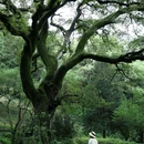 梅花山景区 - 南京市旅游 缩略图 1