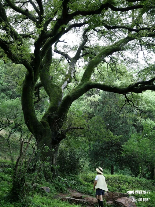 梅花山景区 - 南京市旅游