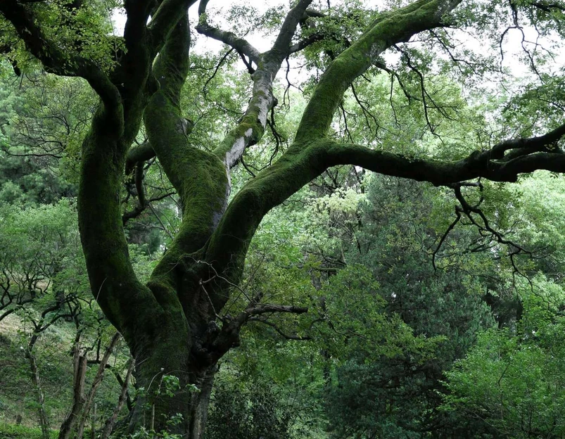 梅花山景区 - 南京市旅游 1