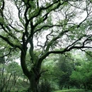 梅花山景区 - 南京市旅游 缩略图 8